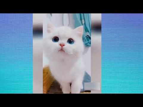 Baby Cats🔥Cute and Funny Cat🔥Videos Compilation   funny pets