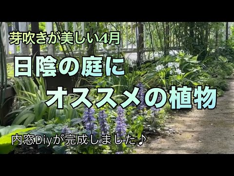 常緑の開花つる植物：一年中美しい日向でも日陰でもトップ7種のリスト  庭園