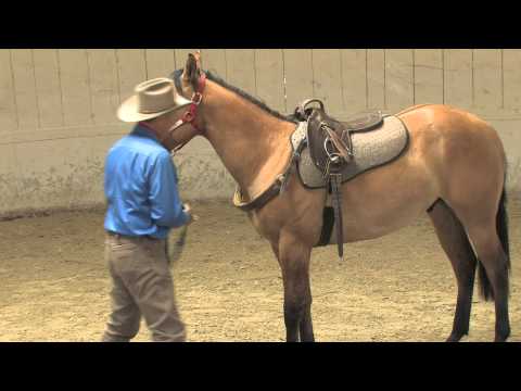 Willing Partners - Hollywood Gladiator Join-Up