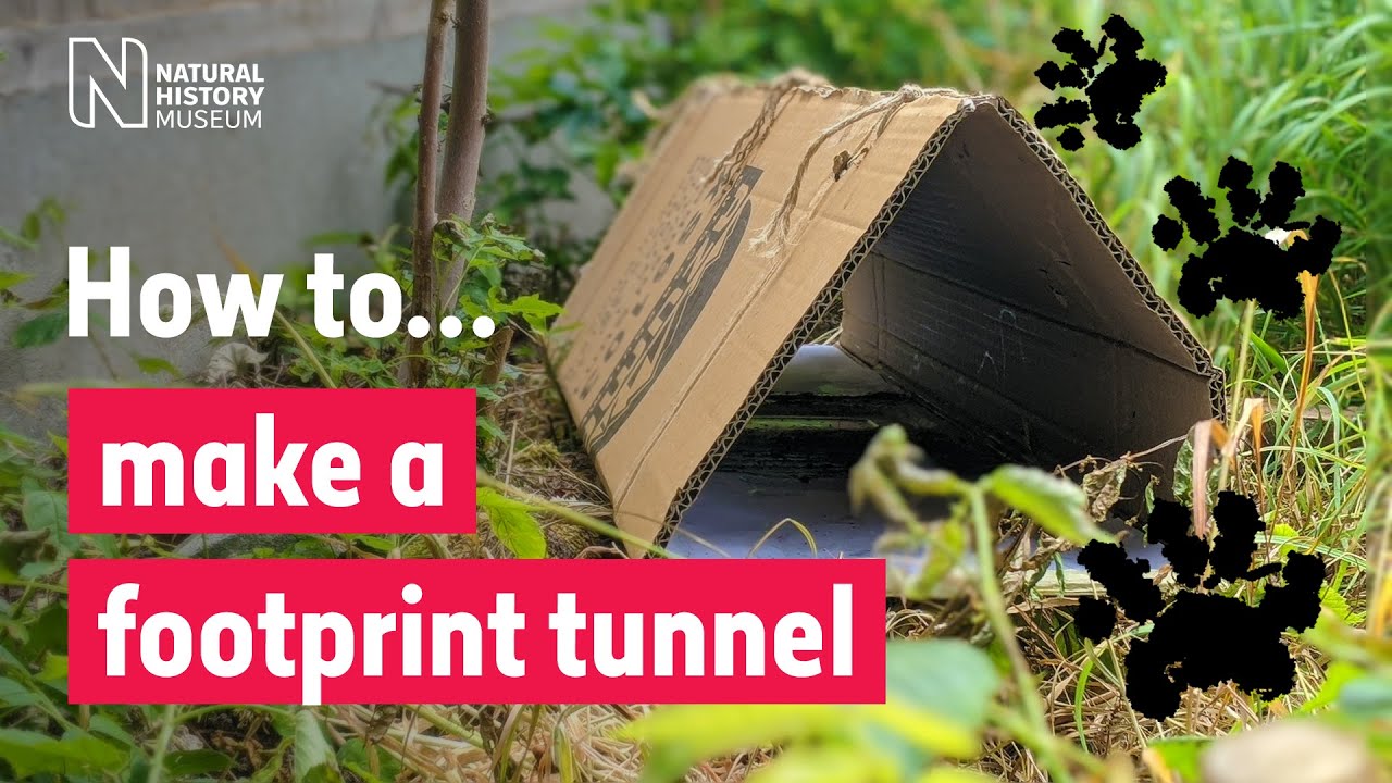 How to make a footprint tunnel that reveals what wildlife visits your