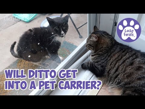 Feral Cat Limping, Getting A Feral Cat Into A Pet Carrier * S4 E143 * Cat Videos