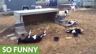 &quot;Fainting&quot; Goats Fall Over From Sight Of Opening Umbrella!