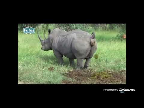 Rinoceronte cagando con música de linkin park de fondos