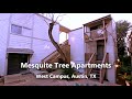 Mesquite Tree