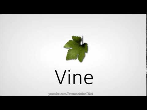 How to pronounce vine