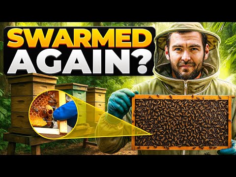 How To Save A Colony Of Bees That Has Swarmed - Recover Your Hive Fast