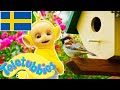 Teletubbies Svenska Säsong 3 Episod 60 Visar För Barn