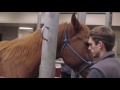 Horse Colic Signs And Symptoms