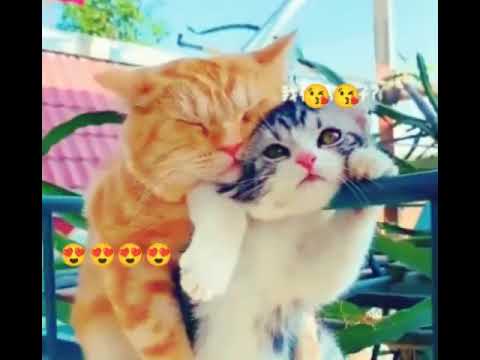 cats love | hadiqqa official