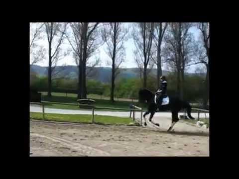 Faye (Flanagan x Florestan) verkauft / sold!