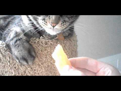 Do Cats Like Cheddar Cheese?