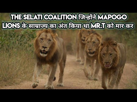 Story Of The Rise And Fall Of The Selati Lions Coalition in Hindi।