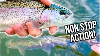 Stocked Lake Rainbow Trout (This Bait is Magic!)