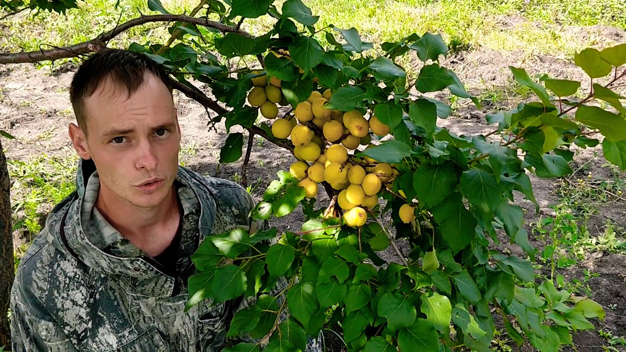 Абрикос Горный Абакан