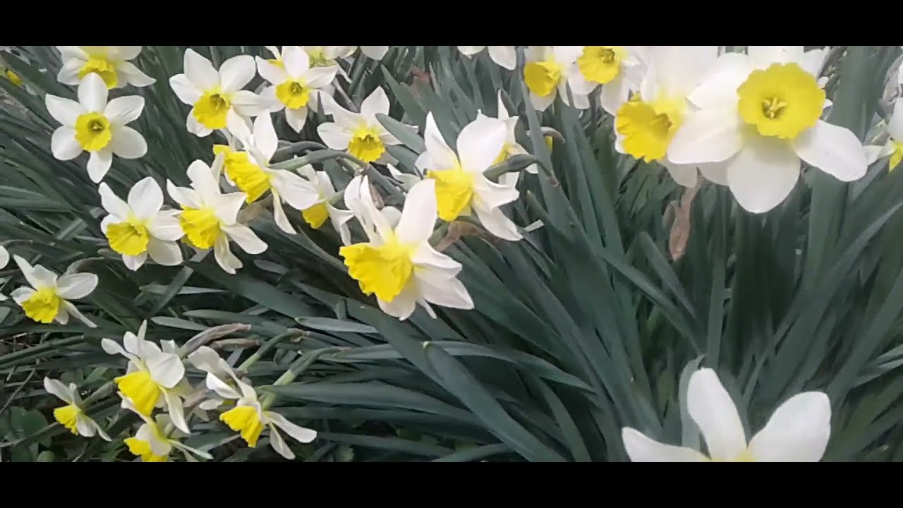 Нарцисс Тополино..Narcissus Topolino.