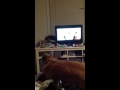 Lola Watching Robin Hood