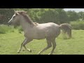 Poulain Arabe hongre