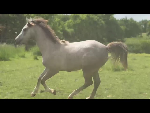Poulain Arabe hongre
