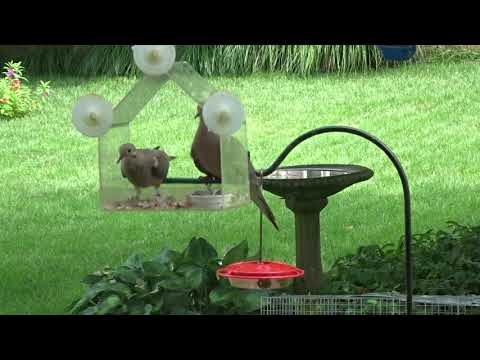 Mourning Doves in Window Bird Feeder