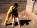 Wwe Video Real 3GP