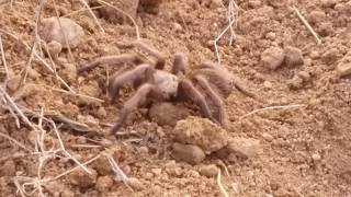 preview picture of video 'i found a tarantula in the Mojave national preserve march 2018'