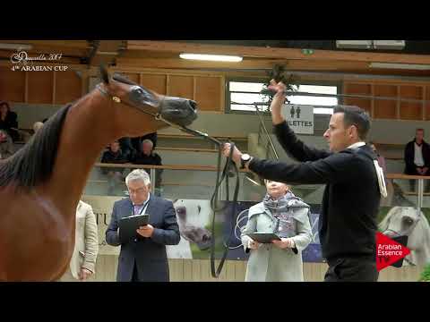 N.60 JABBOK DE NAUTIAC - Deauville 2017 - Yearling Colts (Class 6B)
