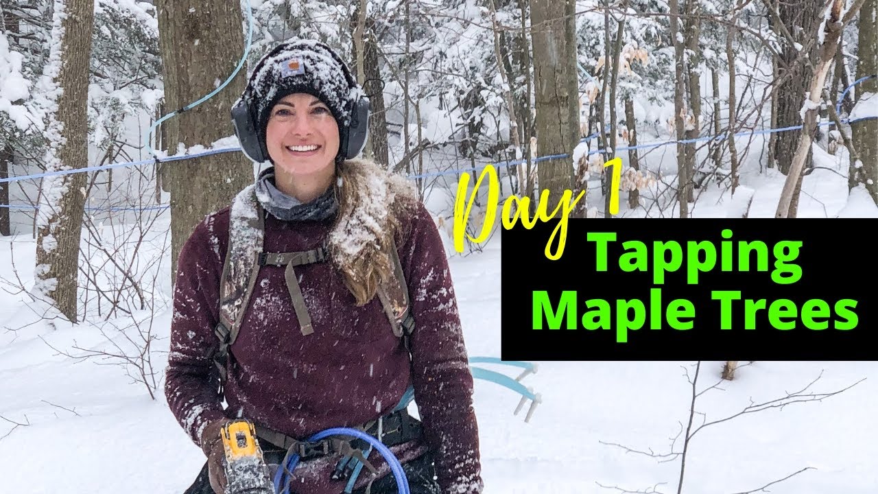 Day 1 of Maple Syrup Season: Tips for Tapping Trees Like a Pro