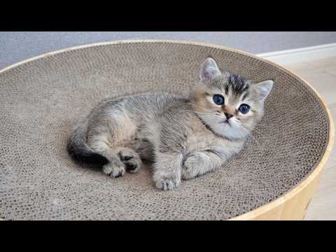 YouTube 썸네일