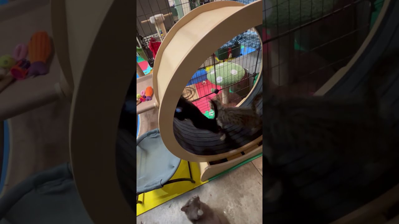 Enlarge Tango, a Adoptable Domestic Short Hair in Tillamook, OR video 5/5