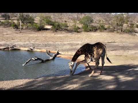Djuma: Giraffe mom and young one - 16:24 - 11/04/18