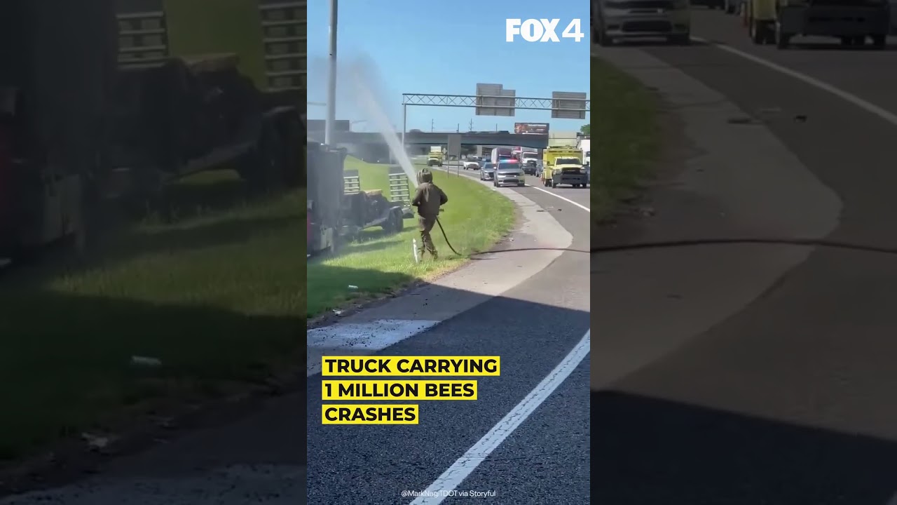 Truck carrying one million bees crashes on highway