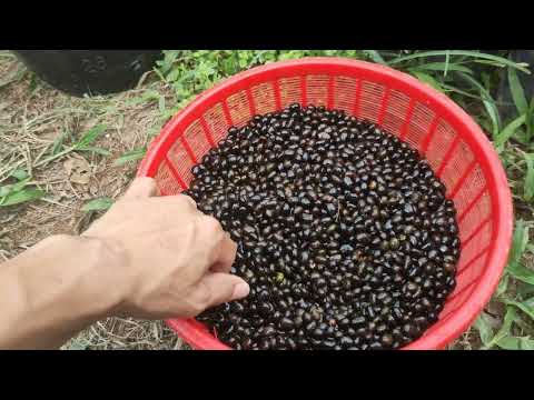 Cách gieo trồng hạt mai vàng đọt xanh Huế đơn giản,dễ làm.đạt hiệu quả cao.