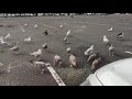 Feeding Beautiful Seagulls