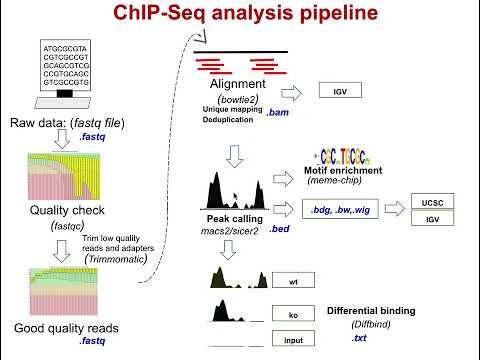 ChIP Seq analysis pipeline