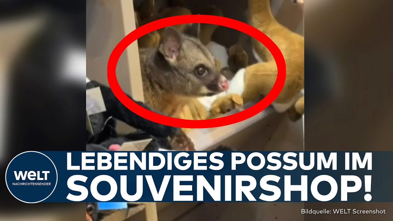 POSSUM IN AUSTRALIEN: Beuteltier sorgt im Souvenirshop am Flughafen Hobart für Aufsehen!