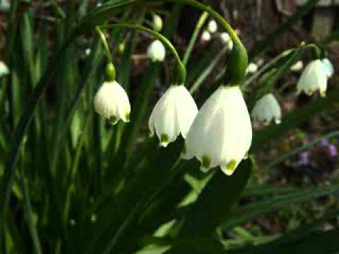 Grupul din Valencia - O ajuta ma Isuse Domnul meu iubit