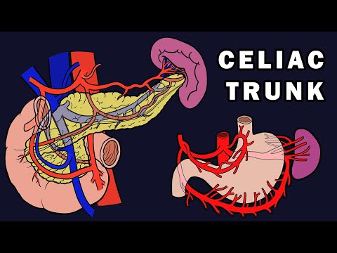 THE CELIAC TRUNK