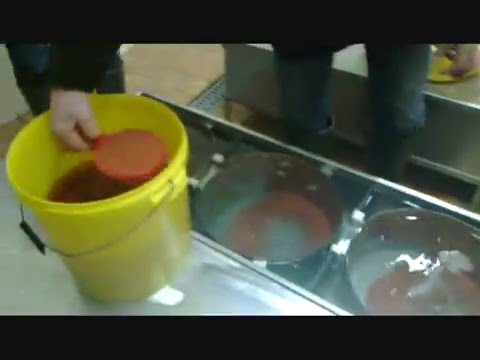 Wyłożenie ikry pstrąg tęczowego CHOMIEC hodowla pstrąga