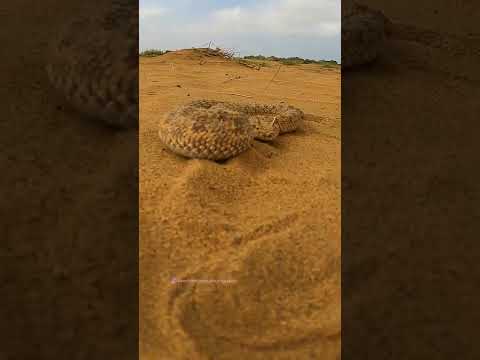 Horned desert viper attack | Snake attack Video