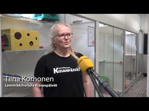 Lemmikkohoitola kissanpäivät