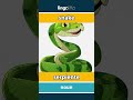 snake - serpiente video thumbnail