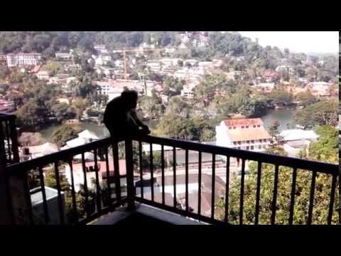 Monkey fun in Thilanka Hotel Kandy Lake-Sri Lanka 2013 trip.