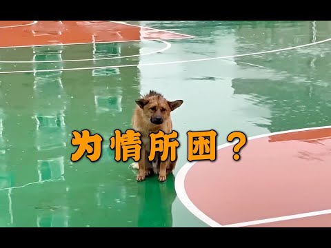 淋雨的狗