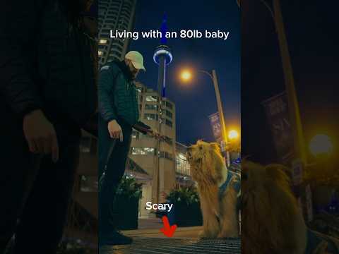 Carrying my big baby dog over drains. #goldendoodle #dogdad #toronto