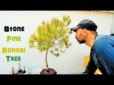 Bonsai Quest Episode 7 - Repotting The Pine Tree Bonsai (Pinus pinea), Pruning, Styling, Apply Moss