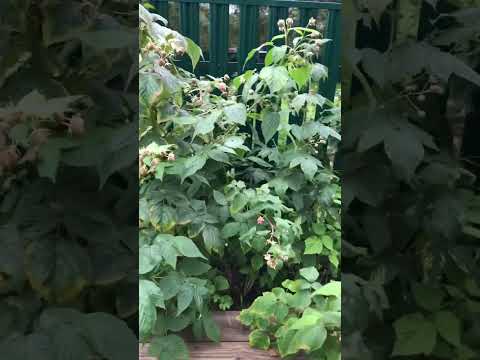 Малина ремонтантная Геракл (29 августа)