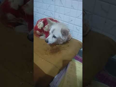 9999|so cute puppy|British white dog|funny dog|beautiful white dog