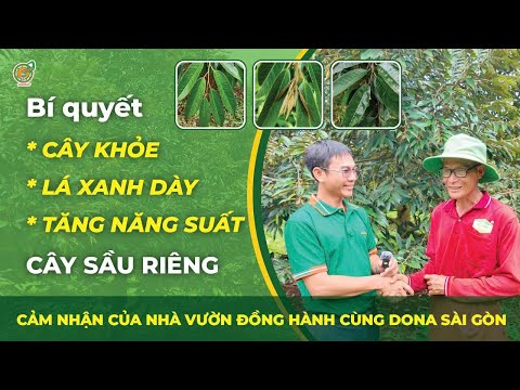 Lấy cơi đọt đồng loạt - Cây xanh khỏe sau thu hoạch cùng Dona Sài Gòn