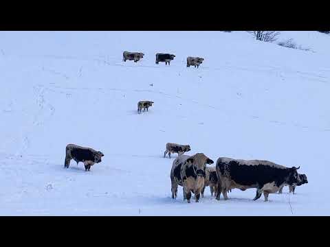 Pustertaler KÜHE im Zillertaler Wintermärchen 2025