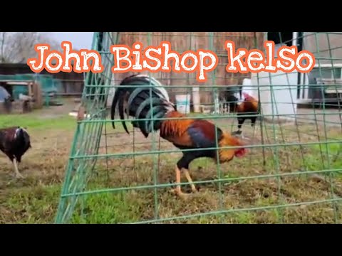 John Bishop Kelso